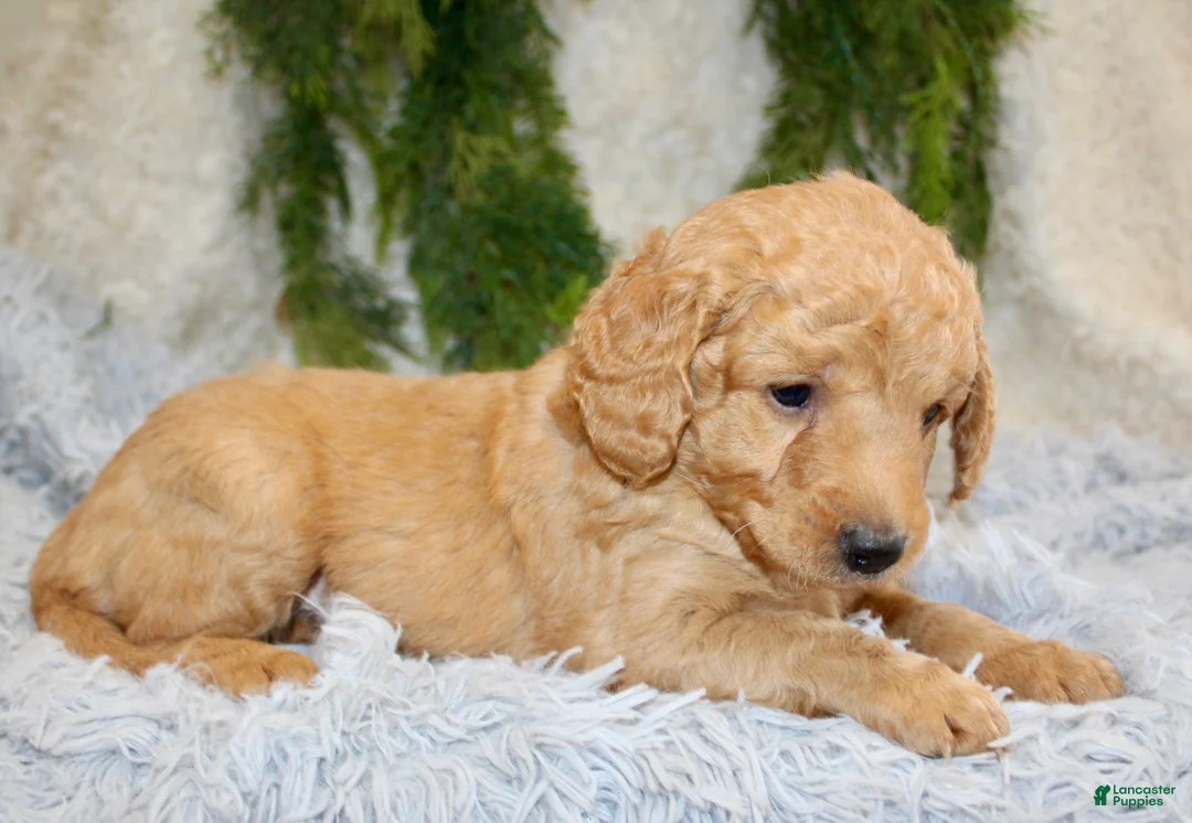 Mini Goldendoodle dogs for sale: Mini Goldendoodle Puppy 7 - Ad 2