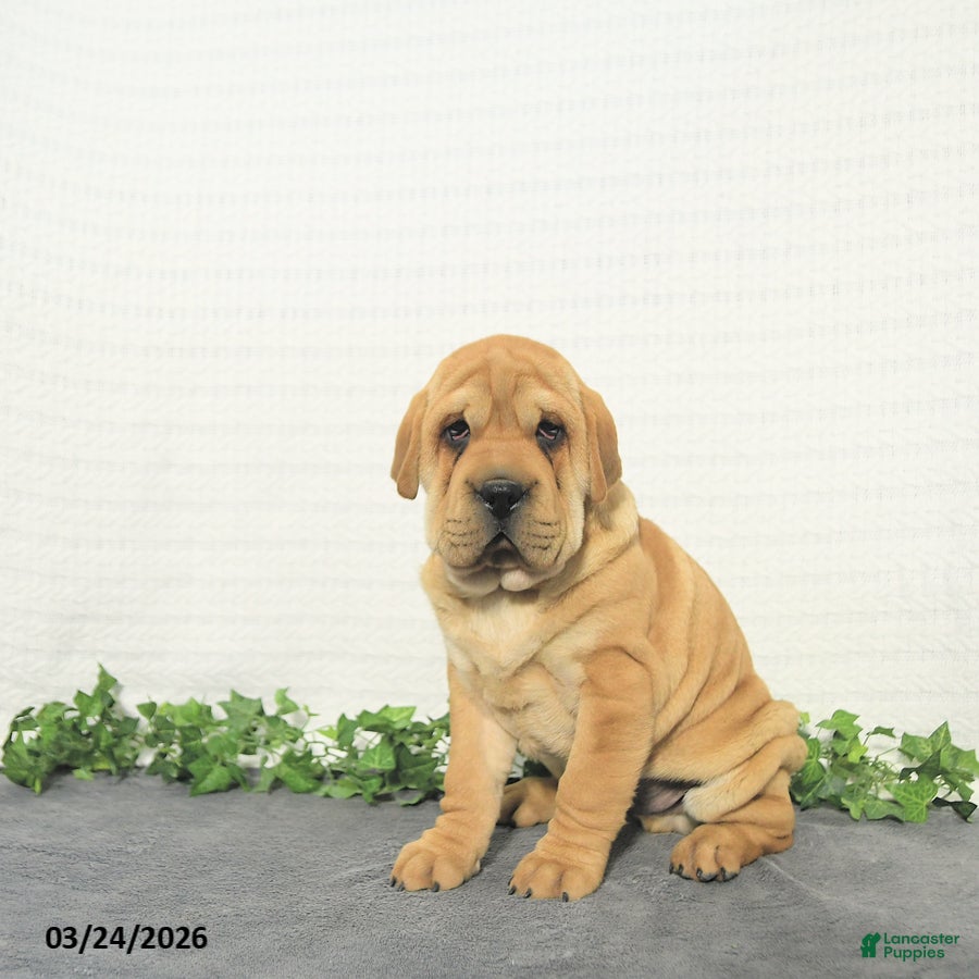 Mini Hippo dogs Jake - Ad 1