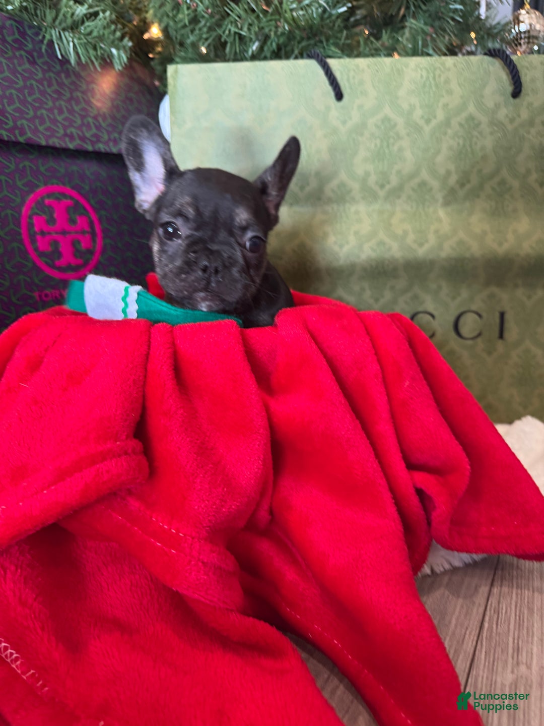 French Bulldog dogs for sale: Kalea - Ad 4