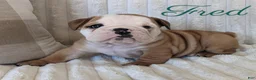 English Bulldog dogs for sale: AKC Fred  - Ad 4