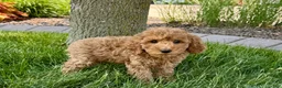 Cockapoo dogs for stud: Cockapoo 4 puppies - Ad 5