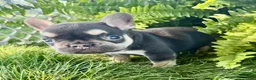 French Bulldog dogs for sale: Archie - Ad 3