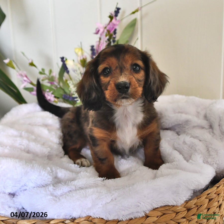 Miniature Dachshund dogs Dillion - Ad 2