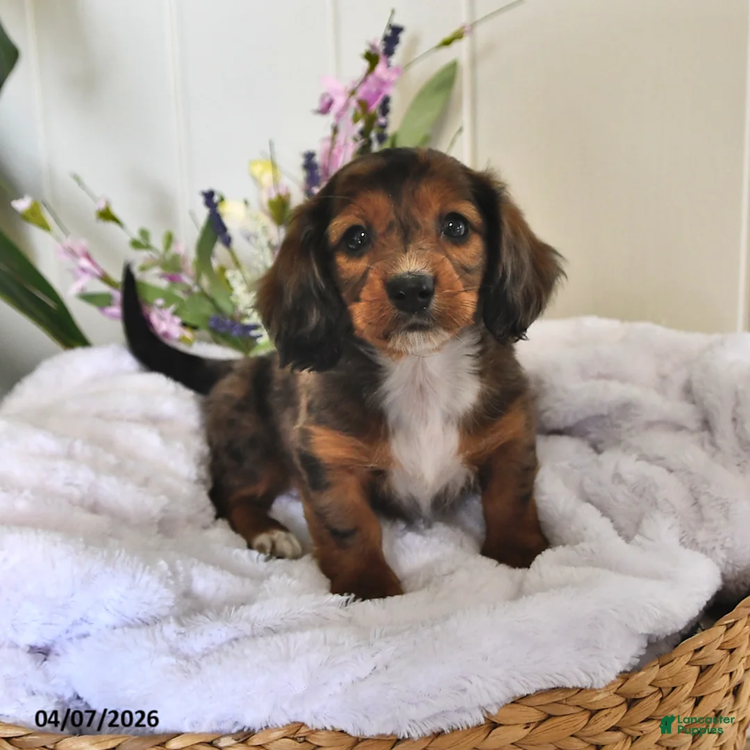 Miniature Dachshund dogs for sale: Dillion - Ad 2