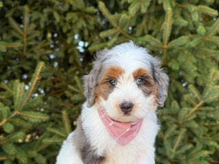 Mini Goldendoodle dogs - Ad 40