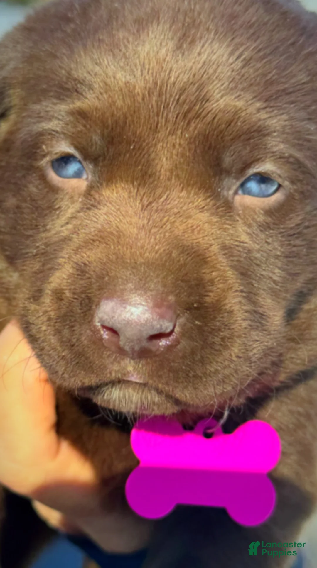 Labrador Retriever dogs for sale: georgann  - Ad 10