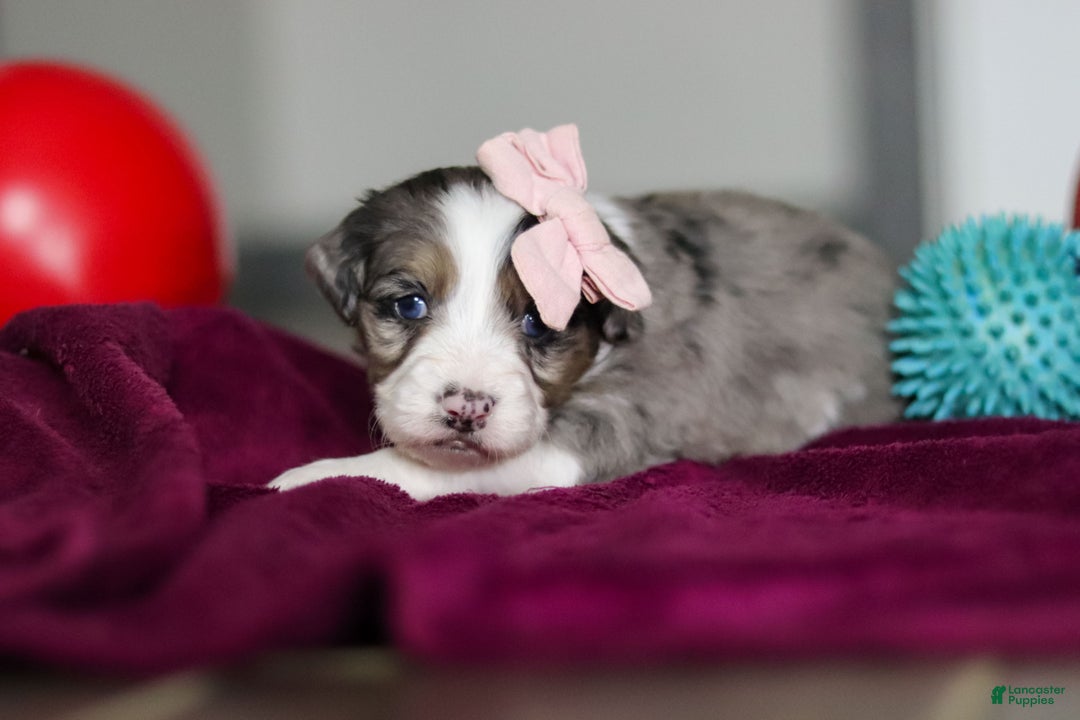 Mini Bernedoodle dogs for sale: Juliet - Ad 6