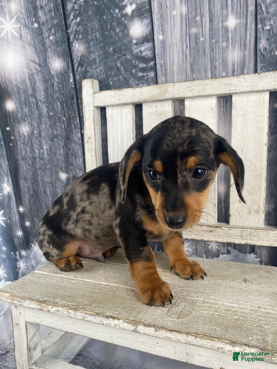 Miniature Dachshund dogs for sale: Rowdy - Ad 6