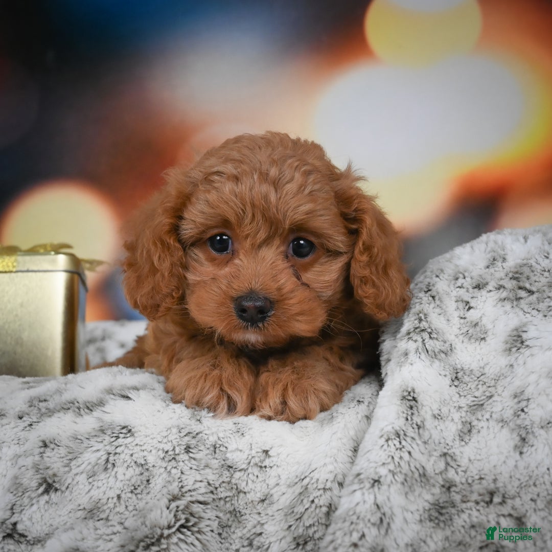 Cavapoo dogs for sale: Coco - Ad 4