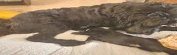 Mixed Breed dogs for sale: Einstein - Ad 3