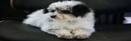 Mini Bernedoodle dogs for sale: Coon - Ad 5