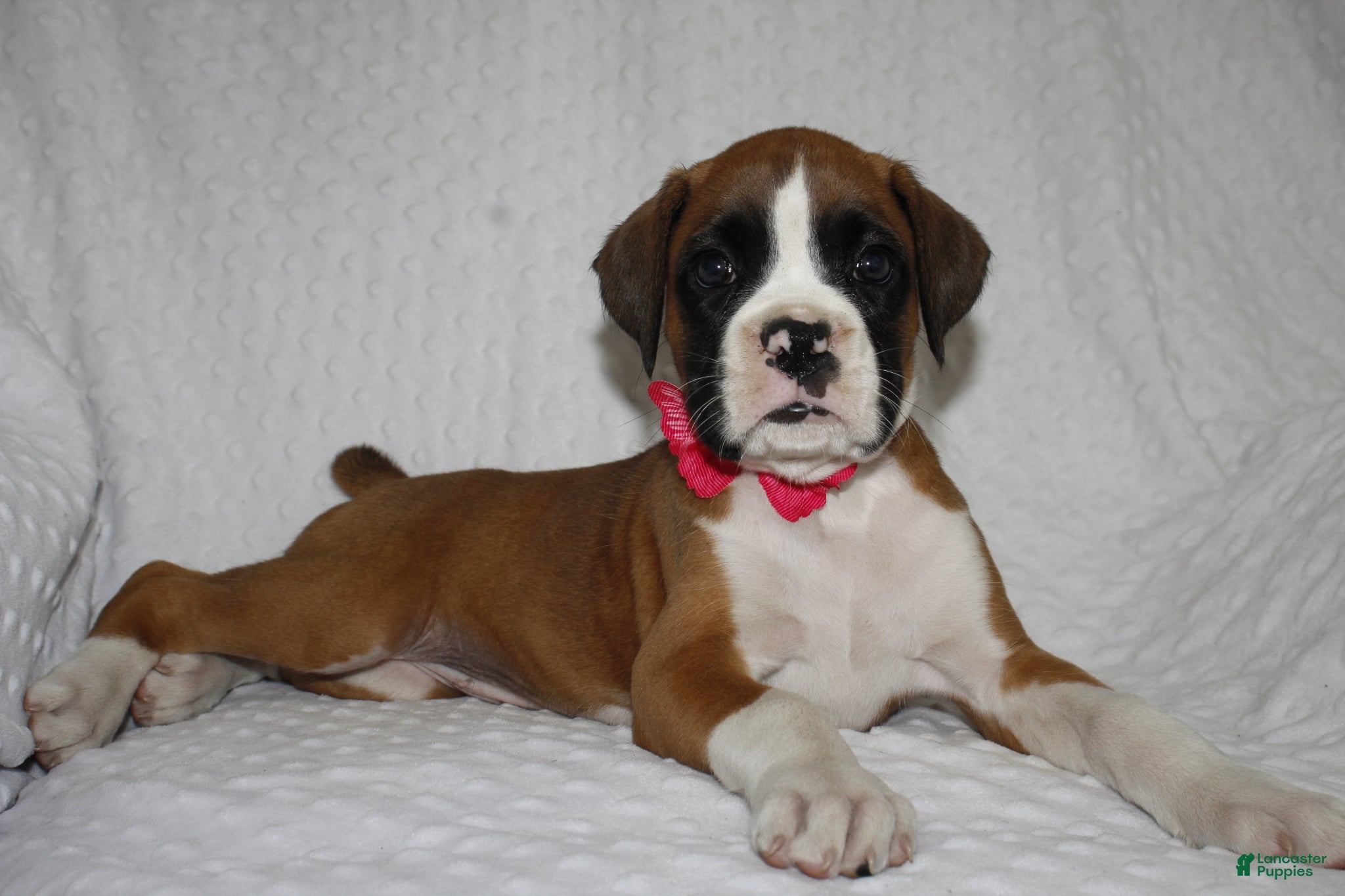 Boxer dogs Beauty - Ad 1
