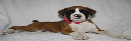Boxer dogs for sale: Beauty - Ad 1