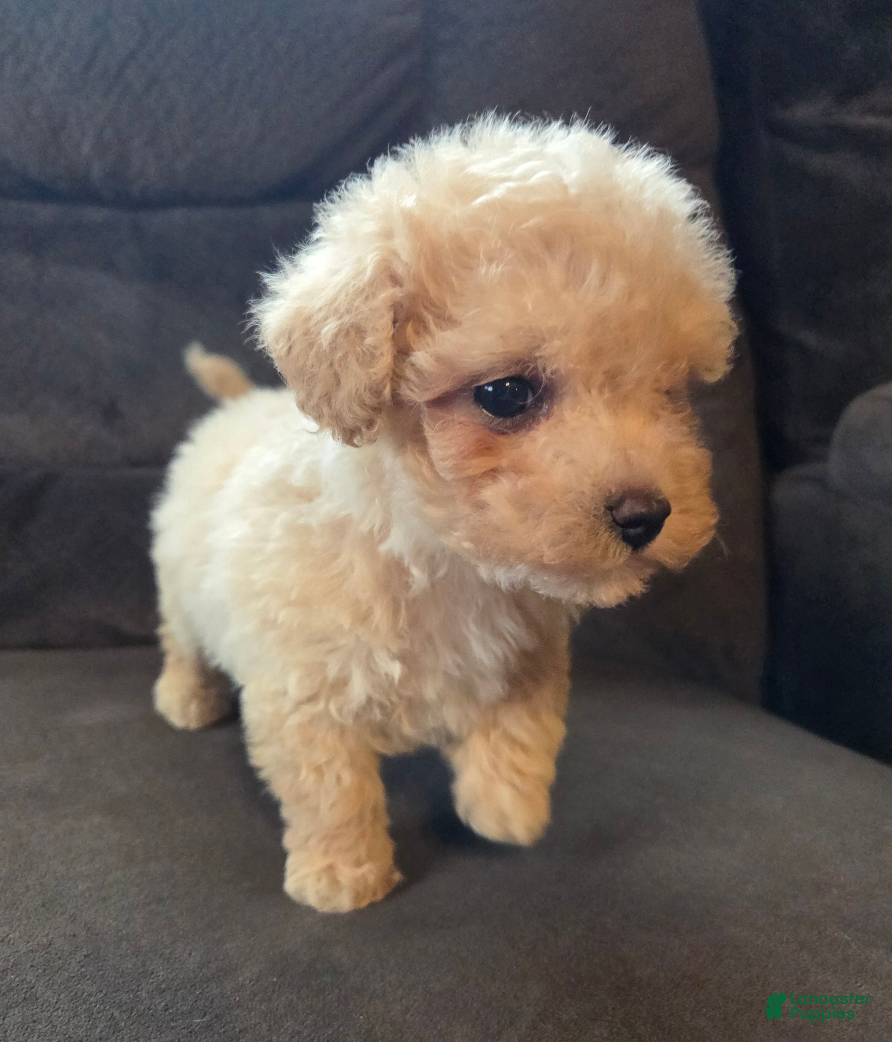 Mixed Breed dogs Lily Girl  - Ad 1