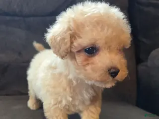 Mixed Breed dogs for sale: Lily Girl - Ad 1