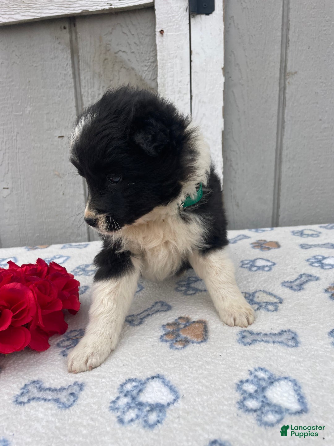 Border Collie dogs for sale: Skye - Ad 3