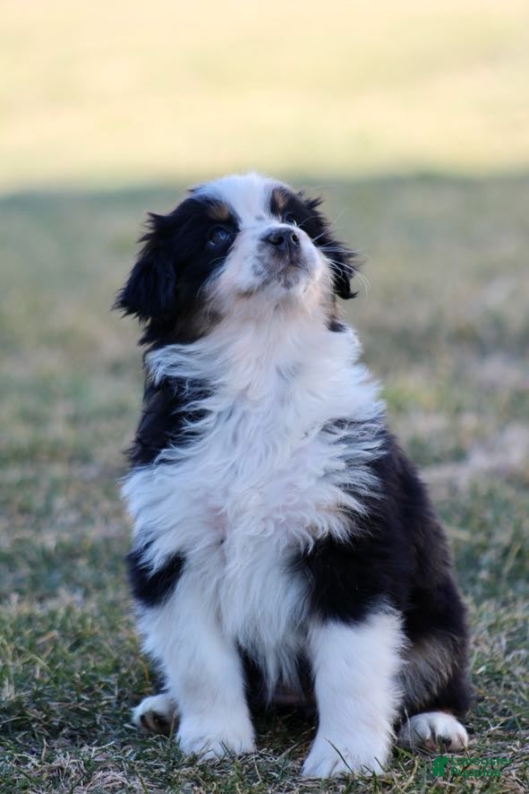 Australian Shepherd dogs Daisy - Ad 2