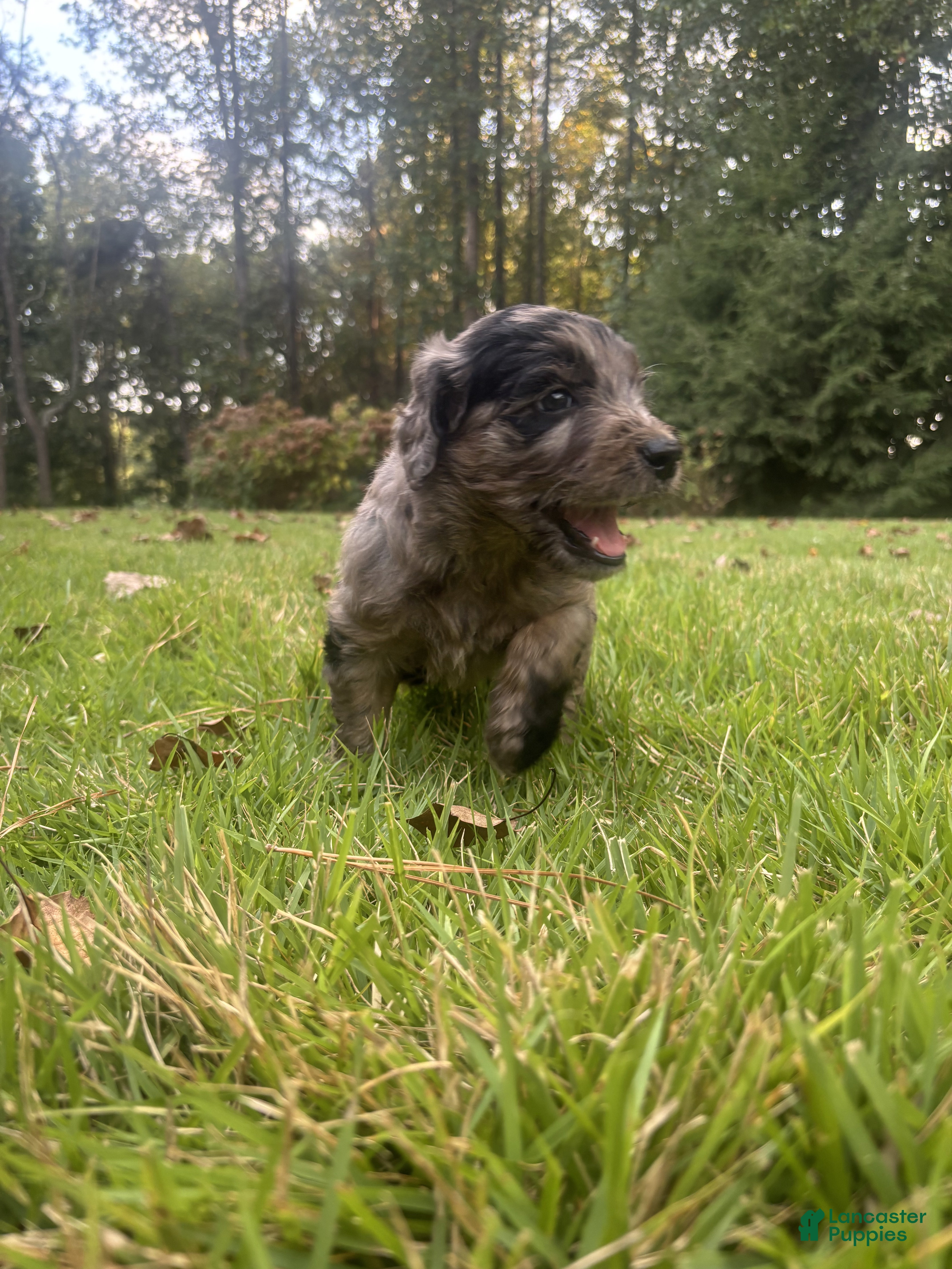 Goldendoodle dogs Molly - Ad 2