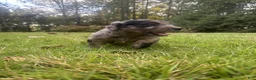 Goldendoodle dogs for sale: Molly - Ad 2