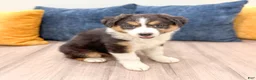 Australian Shepherd dogs for sale: Sophie - Ad 4
