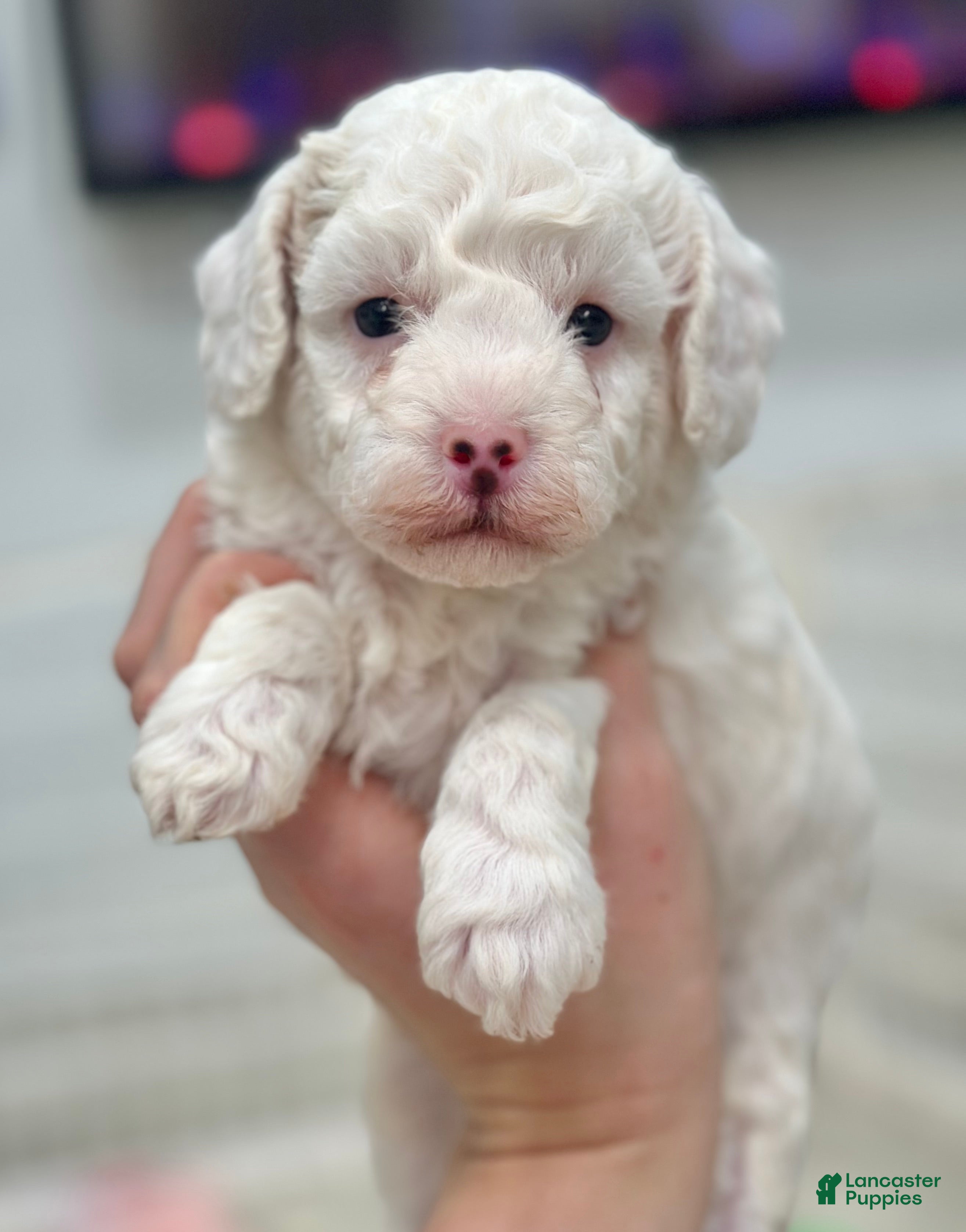 Miniature Poodle dogs for sale: Fern - Ad 2