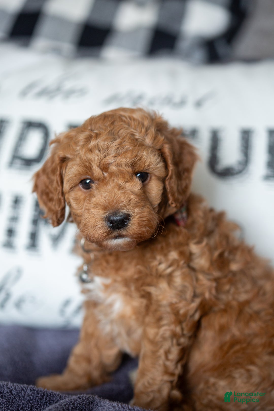 Mini Goldendoodle dogs for sale: Mini Goldendoodle Puppy 2 - Ad 4