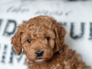 Mini Goldendoodle dogs Mini Goldendoodle Puppy 2 - Ad 18
