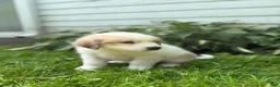 Great Pyrenees dogs for sale: Clark - Ad 14