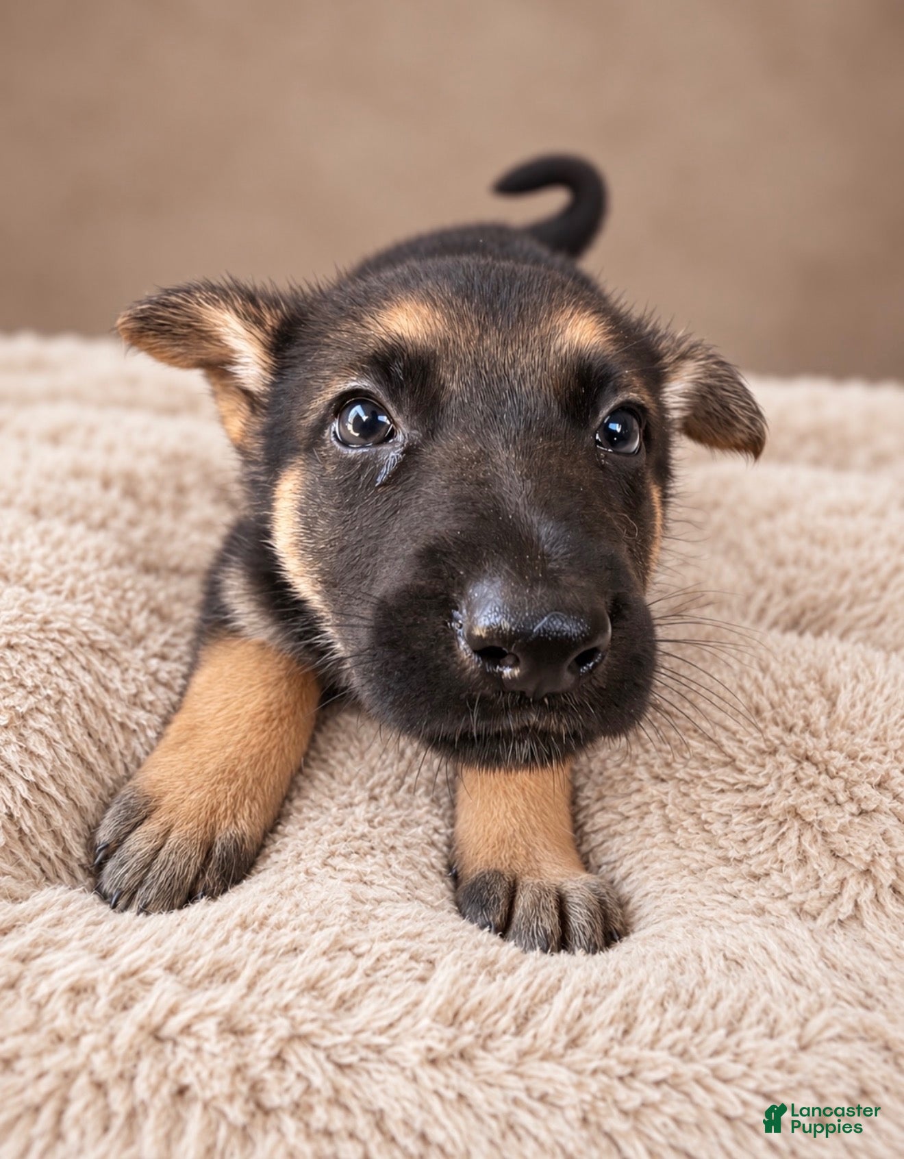 German Shepherd dogs German Shepherd Female 3  - Ad 41