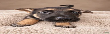 German Shepherd Female 3 