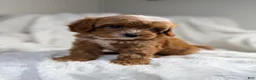 Cavapoo dogs for sale: Pluto-toy - Ad 4