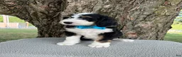 Bernedoodle dogs for sale: George  - Ad 10