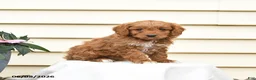 Aussiedoodle dogs for sale: Rusty - Ad 1