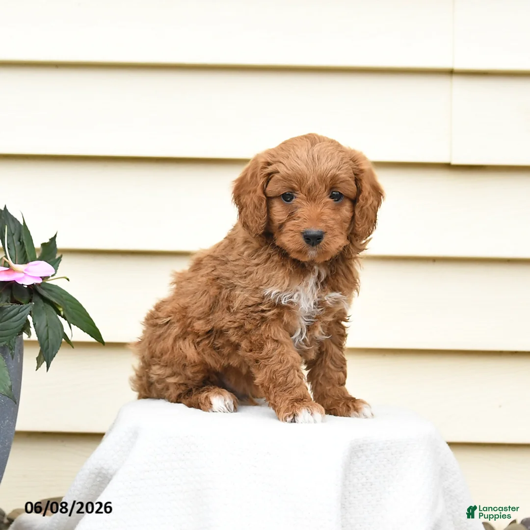 Aussiedoodle dogs for sale: Rusty - Ad 1