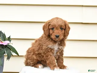Aussiedoodle dogs for sale: Rusty - Ad 2