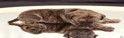 Cane Corso dogs for sale: Hera - Ad 7