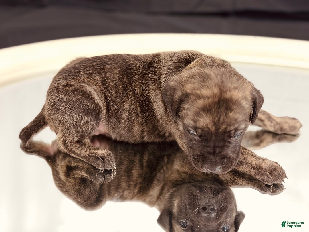 Cane Corso dogs for sale: Hera - Ad 7