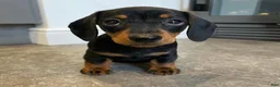 Miniature Dachshund dogs for sale: Myla - Ad 1