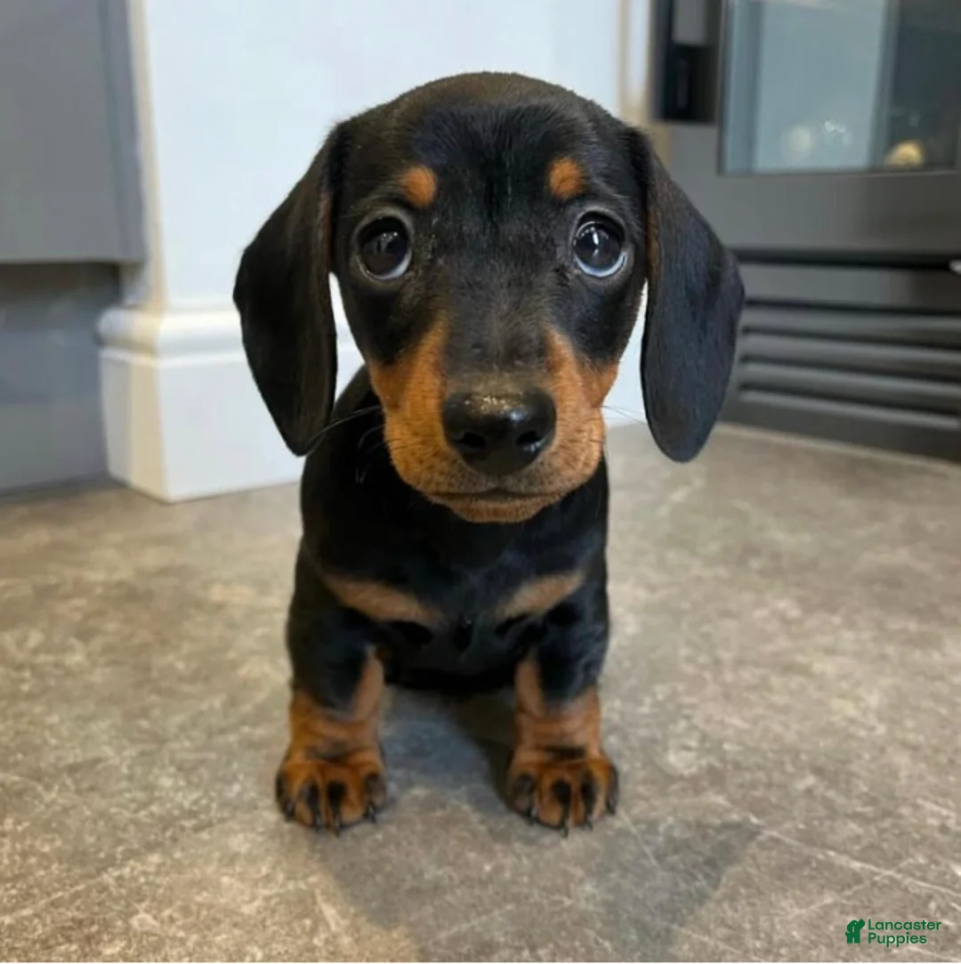 Miniature Dachshund dogs for sale: Myla - Ad 1
