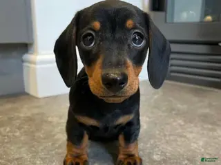 Miniature Dachshund dogs Myla - Ad 20