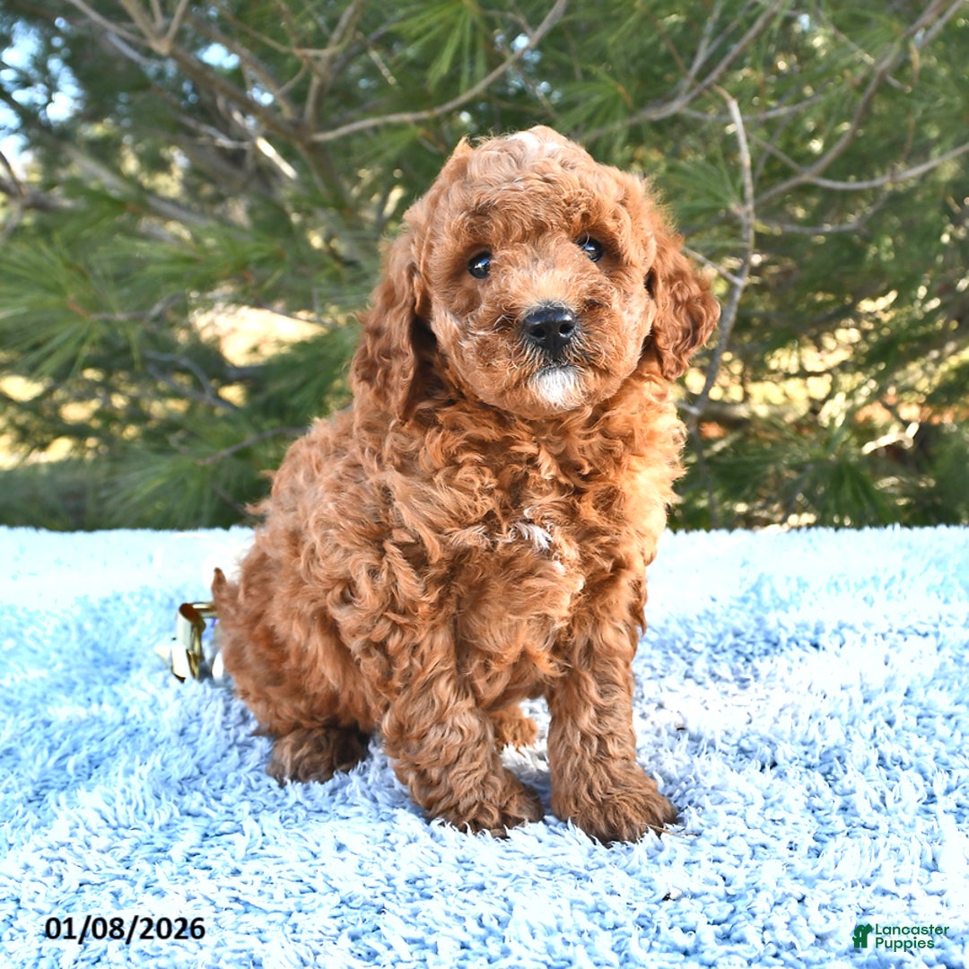 Mini Goldendoodle dogs for sale: Forest - Ad 4