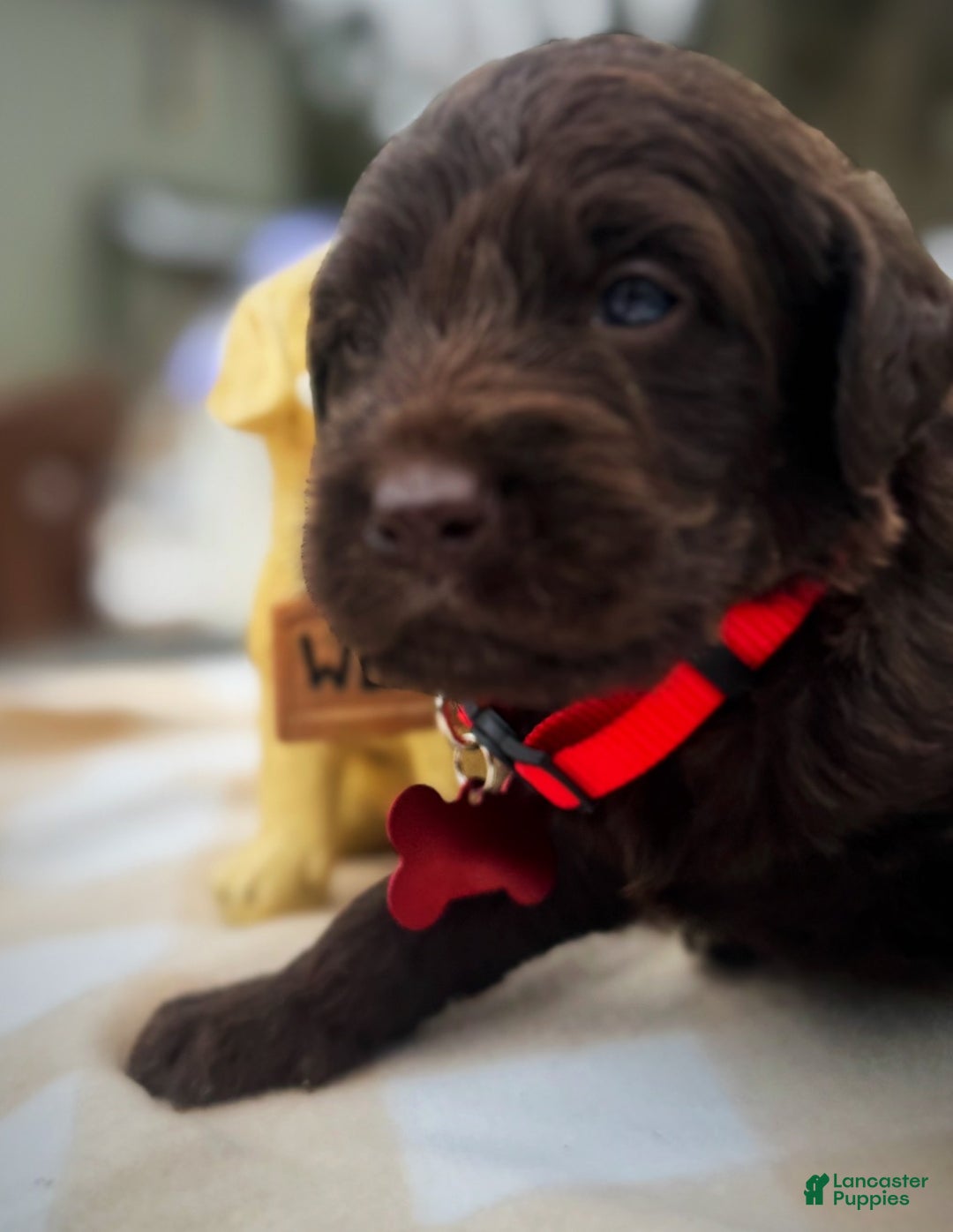 Labradoodle dogs for sale: Labradoodle Puppy 1 - Ad 7