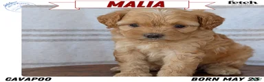Malia