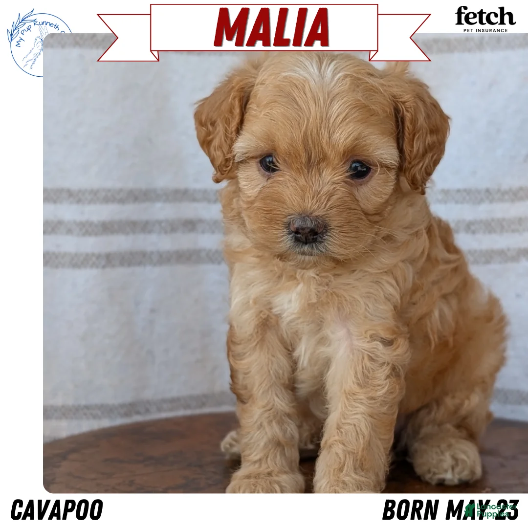 Cavapoo dogs for sale: Malia - Ad 1