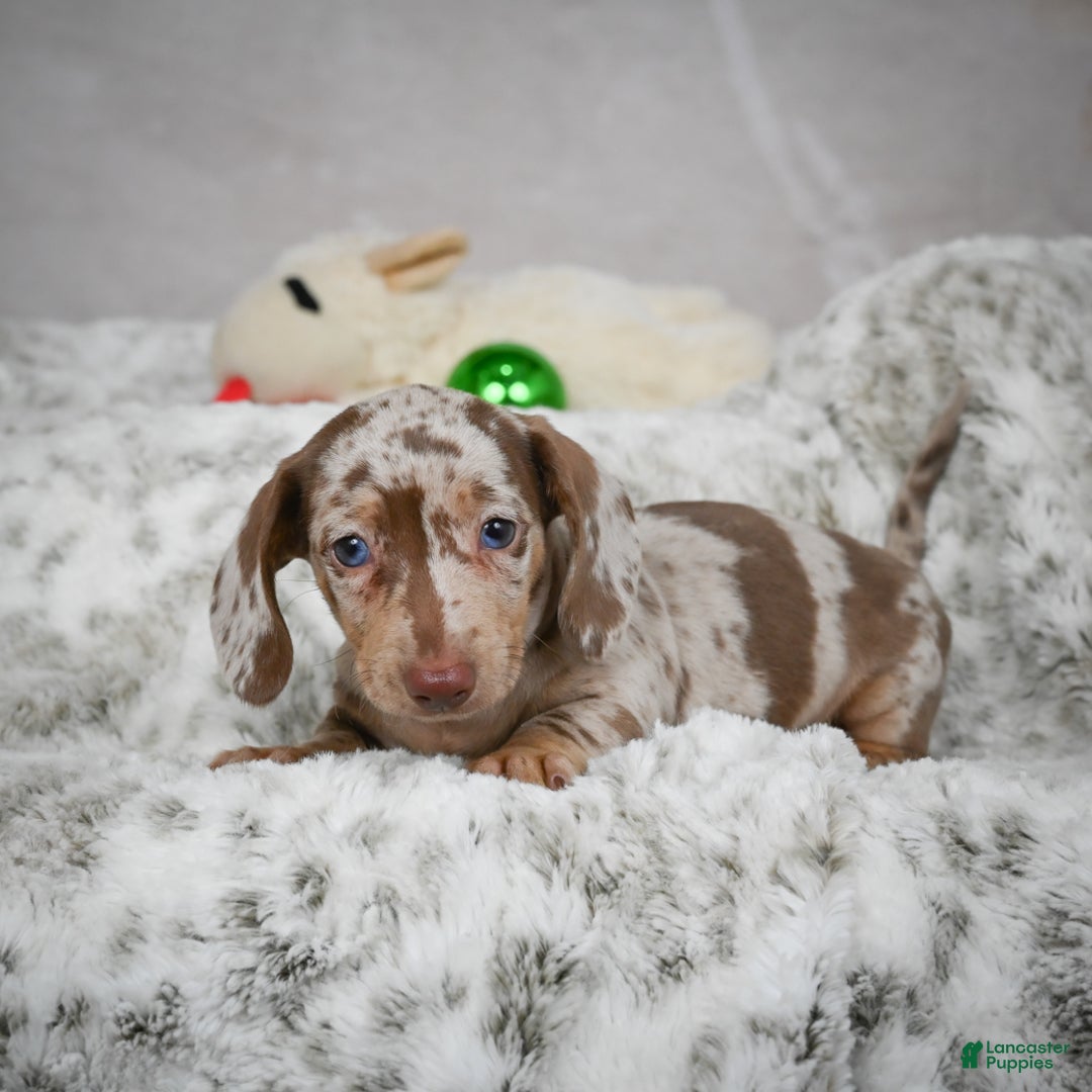 Miniature Dachshund dogs for sale: Hazel - Ad 12