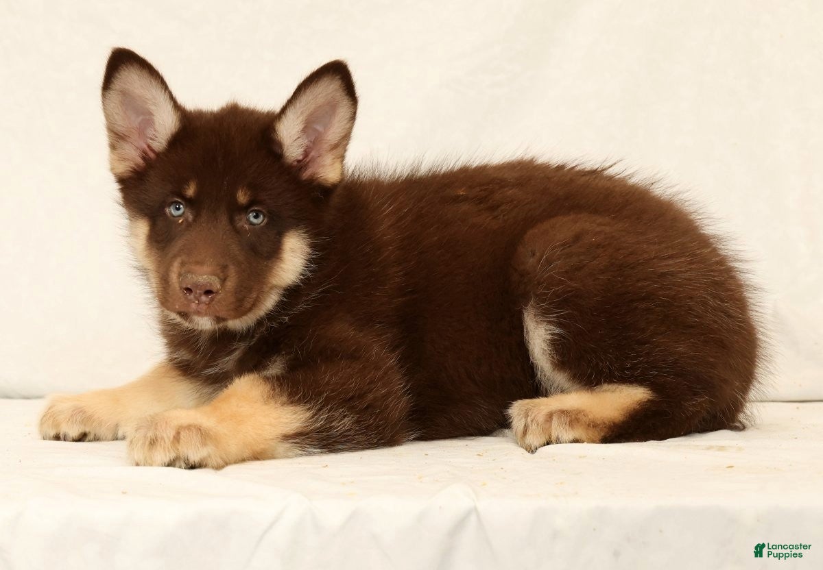 Gerberian Shepsky dogs Sarge - Ad 2