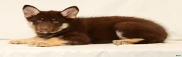 Gerberian Shepsky dogs for sale: Sarge - Ad 2