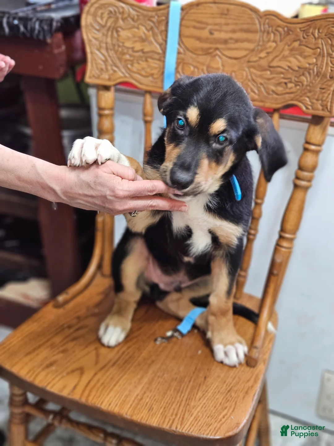 Mixed Breed dogs for sale:  Puppy 6 Blue - Ad 2