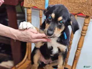 Mixed Breed dogs Puppy 6 Blue - Ad 3