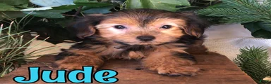 Yorkshire Terrier 3